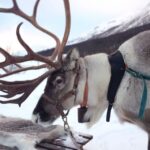 Rovaniemi: Reindeer Sleigh Ride with Hot Drink and Cookies - Value for Money