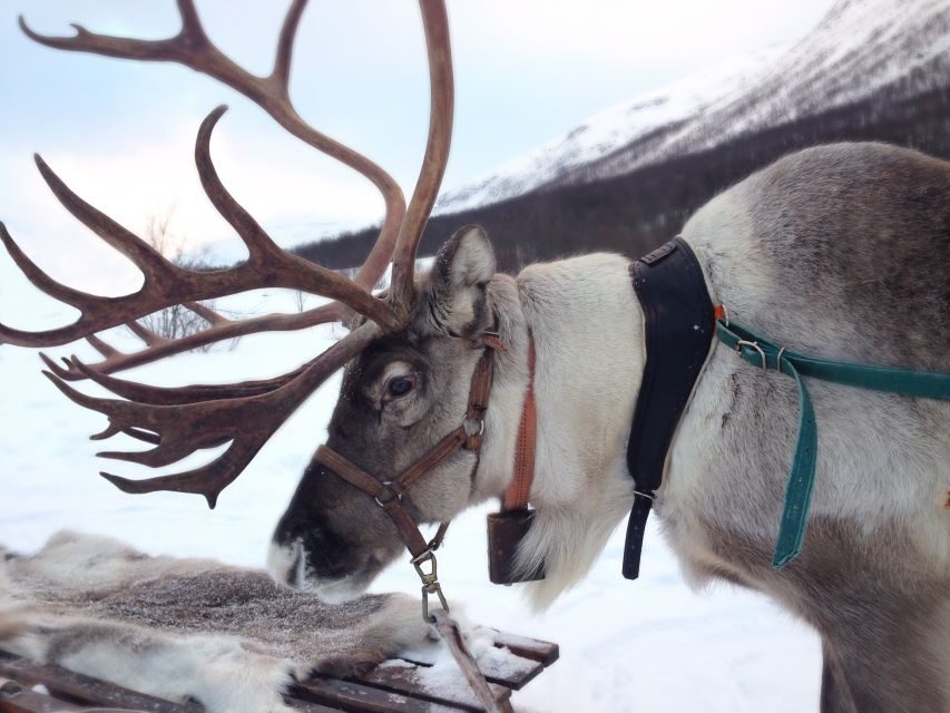 Rovaniemi: Reindeer Sleigh Ride with Hot Drink and Cookies - Value for Money
