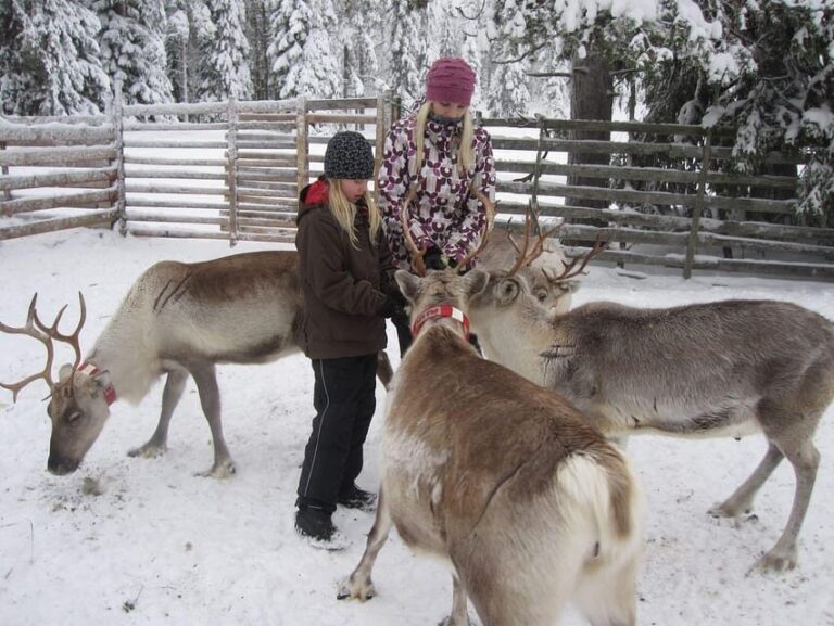Rovaniemi: Saami Reindeer Farm Visit & Sleigh Ride - Is It Worth It?