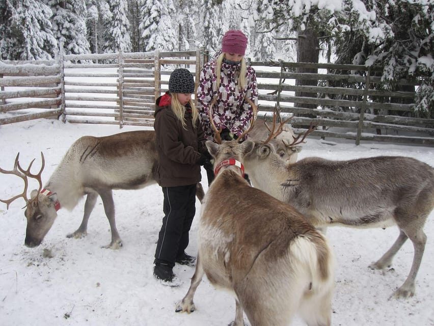 Rovaniemi: Saami Reindeer Farm Visit & Sleigh Ride - Is It Worth It?
