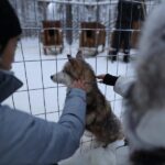 Rovaniemi: Santa Claus Village Tour Huskies & Reindeer ride - The Husky Experience: More Than Just a Ride