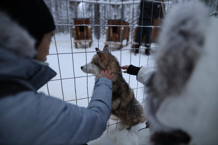 Rovaniemi: Santa Claus Village Tour Huskies & Reindeer ride - The Husky Experience: More Than Just a Ride