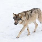 Rovaniemi: Santa, Reindeer & Ranua Zoo with Private Tour - FAQ