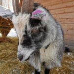 Rovaniemi: Santa's Reindeer and Husky Safari with Aurora BBQ - The Overall Experience: Value, Guides, and Comfort