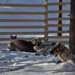 Rovaniemi: Self-drive Husky ride with a Reindeer Farm visit - An Honest Look at the Experience
