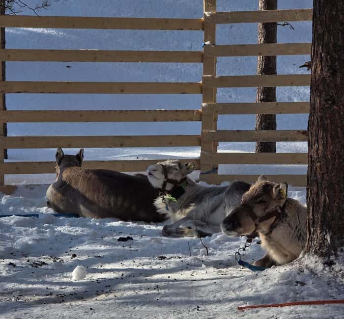 Rovaniemi: Self-drive Husky ride with a Reindeer Farm visit - An Honest Look at the Experience
