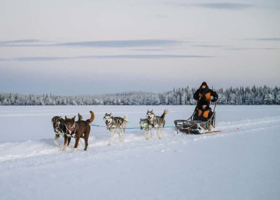 Rovaniemi: Small group Adults-Only 12-18km Husky Tour - The Practical Details: What You Need to Know