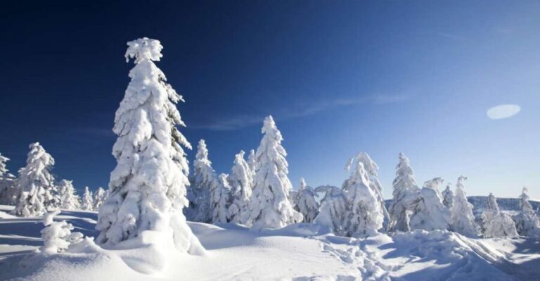 Rovaniemi: Snowmobile Safari Adventure - Why This Tour Stands Out