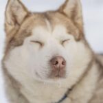 Rovaniemi: Snowmobile Safari, Reindeer & Husky Sleigh Ride - What’s Not So Perfect