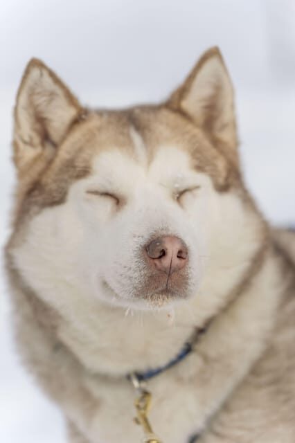 Rovaniemi: Snowmobile Safari, Reindeer & Husky Sleigh Ride - What’s Not So Perfect