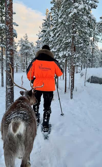 Rovaniemi: Snowshoe trip to meet reindeer - How Worth It Is the Price?