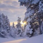 Rovaniemi: Snowy Forest Like in the Movies 3 Hour Tour - The Value of the Experience