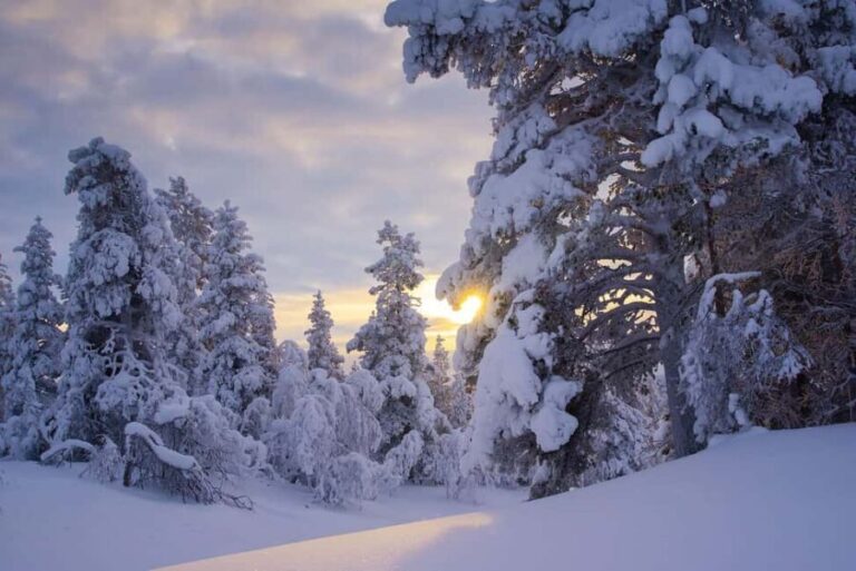 Rovaniemi: Snowy Forest Like in the Movies 3 Hour Tour - The Value of the Experience