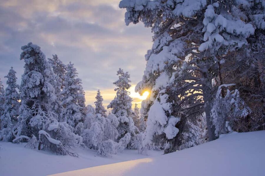 Rovaniemi: Snowy Forest Like in the Movies 3 Hour Tour - The Value of the Experience