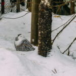 Rovaniemi: Trip to Ranua Zoo with Tickets - The Scenic Journey to Ranua