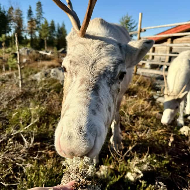 Rovaniemi: Visit Authentic Family-owned Reindeer Farm - Final Thoughts: Who Should Consider This?