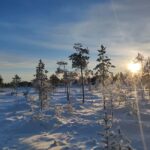 Rovaniemi: Winter Hike and Finnish Sauna Experience - The Walk: Frozen Wetlands and Forest Tracks