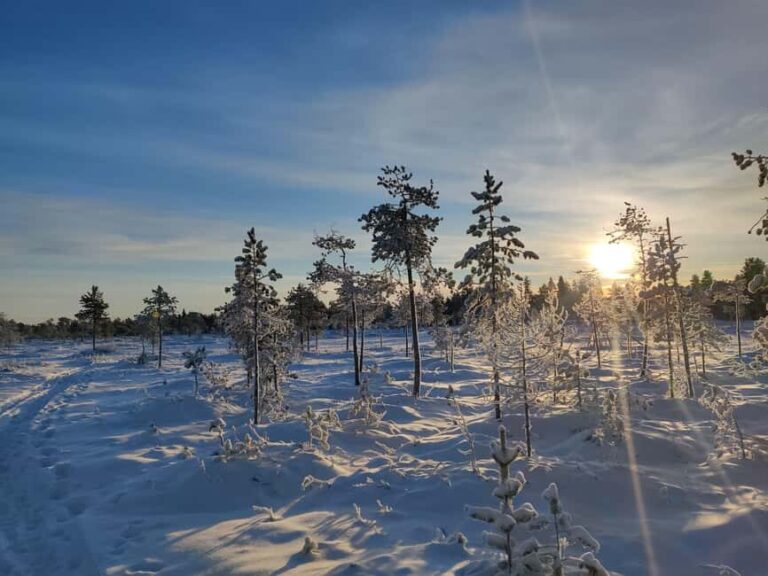 Rovaniemi: Winter Hike and Finnish Sauna Experience - The Walk: Frozen Wetlands and Forest Tracks