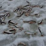 Rovaniemi: winter ice fishing tour - Detailed Breakdown of the Itinerary