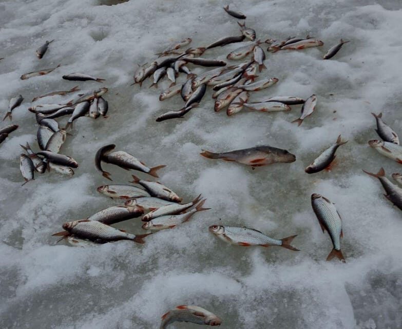 Rovaniemi: winter ice fishing tour - Detailed Breakdown of the Itinerary