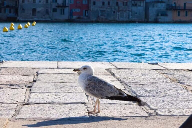 Rovinj: Guided Tour with Lunch & Transfer - Key Points