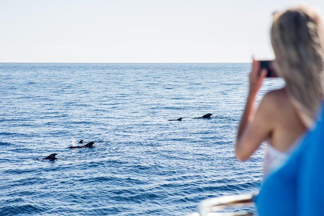 Royal Delfin - 2Hour Sustainable Dolphin & Whale Watching Mini Cruise - FAQ