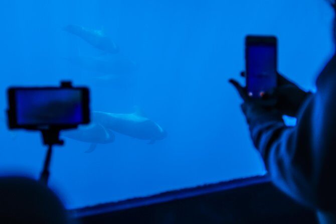 Royal Delfin 3H Dolphin & Whale Watching! Swimming & Lunch! - Who Will Love This Tour?