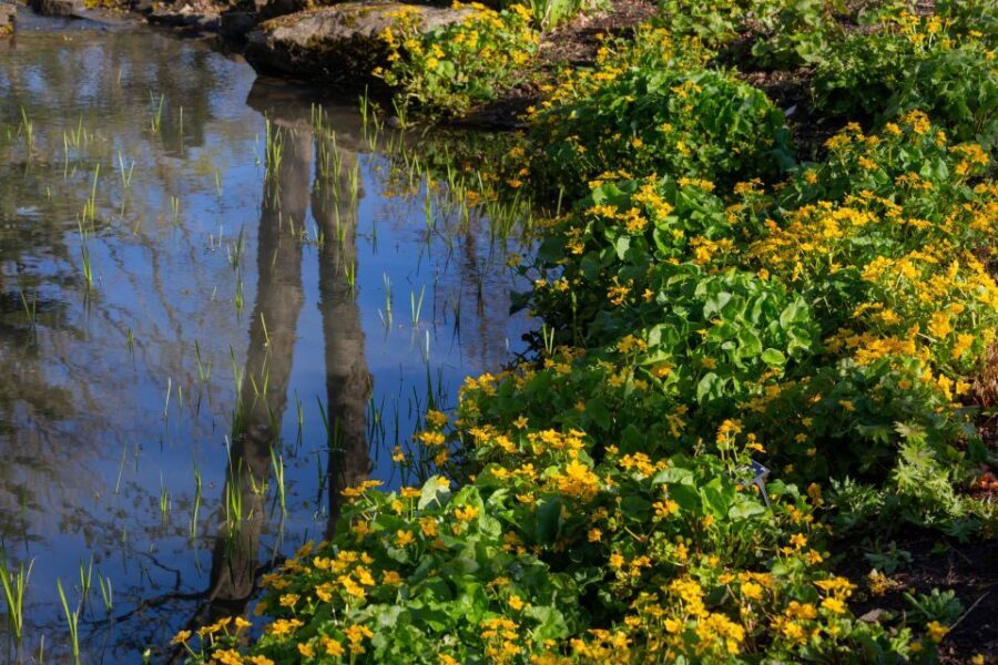 Royal Horticultural Society: Harlow Carr Garden Ticket - What Do Visitors Say?