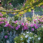 Royal Horticultural Society: Rosemoor Garden Ticket - The Experience of Walking Through Rosemoor