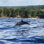 Royal Humpback Whale Exploration - Value for Money and Practical Considerations