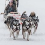 Ruka: 5km Husky Safari with Snacks and Campfire - What the Reviews Say