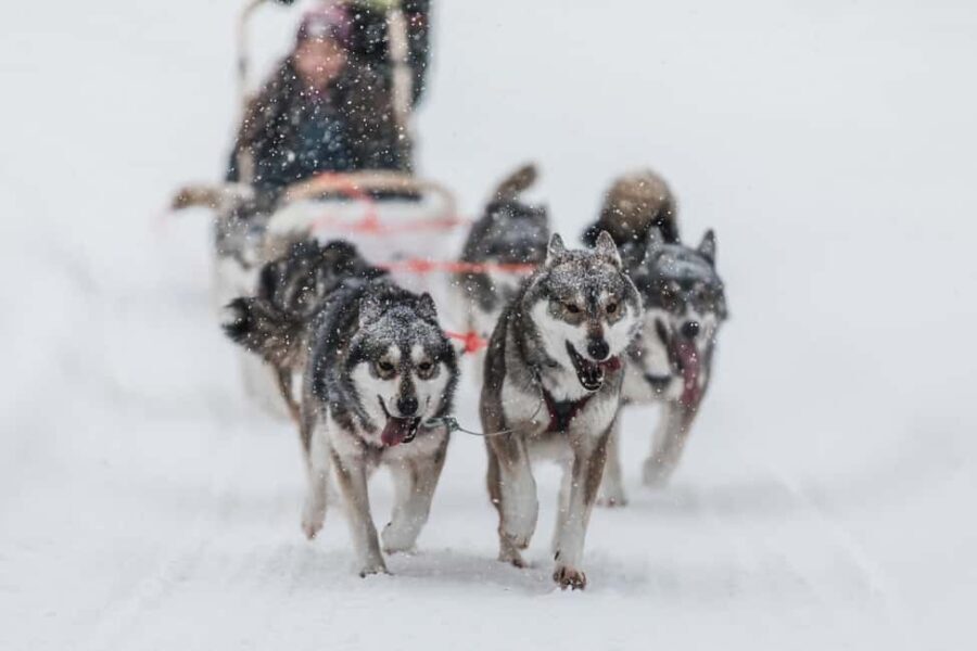 Ruka: 5km Husky Safari with Snacks and Campfire - What the Reviews Say