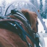 Ruka-Kuusamo: Horse-drawn Sleigh Ride in the Countryside - What the Reviews Say