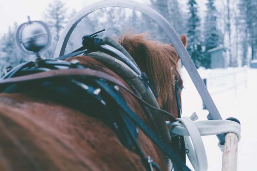 Ruka-Kuusamo: Horse-drawn Sleigh Ride in the Countryside - What the Reviews Say