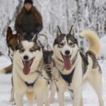 Ruka: Morning 10km Husky Safari with breakfast - The Cozy Cabin Experience
