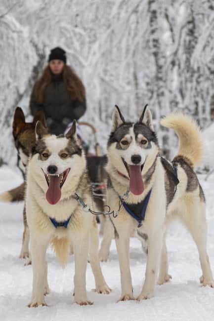 Ruka: Morning 10km Husky Safari with breakfast - The Cozy Cabin Experience