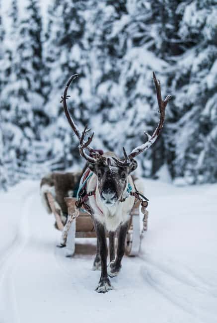 Ruka: Reindeer Ride and Husky Safari with Snacks - What’s Not Perfect?