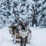 Ruka: Reindeer Ride with Feeding - The Value of the Experience