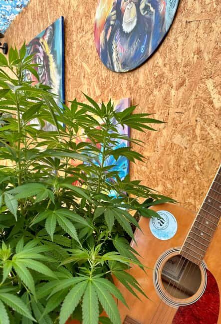 S. Donà di Piave-Jesolo-Hemp & Beer - Nature Tour and Beer Tasting - FAQs