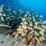 S Tenerife: Guided Boat Dive for Qualified Divers - Introduction to the Tenerife Dive Experience