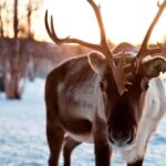 Saariselkä: Aurora Hunting & Reindeer Wilderness Experience - Who Is This Tour Best For?
