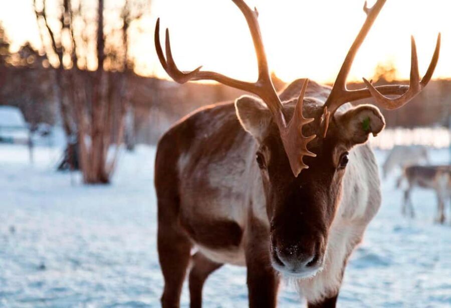 Saariselkä: Aurora Hunting & Reindeer Wilderness Experience - Who Is This Tour Best For?