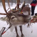 Saariselkä: Northern Lights & Reindeer Sledding Tour - What Is the Saariselkä Northern Lights & Reindeer Sledding Tour?