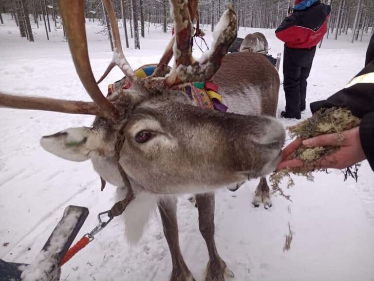 Saariselkä: Northern Lights & Reindeer Sledding Tour - What Is the Saariselkä Northern Lights & Reindeer Sledding Tour?