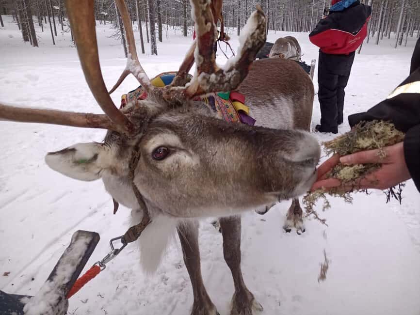 Saariselkä: Northern Lights & Reindeer Sledding Tour - What Is the Saariselkä Northern Lights & Reindeer Sledding Tour?