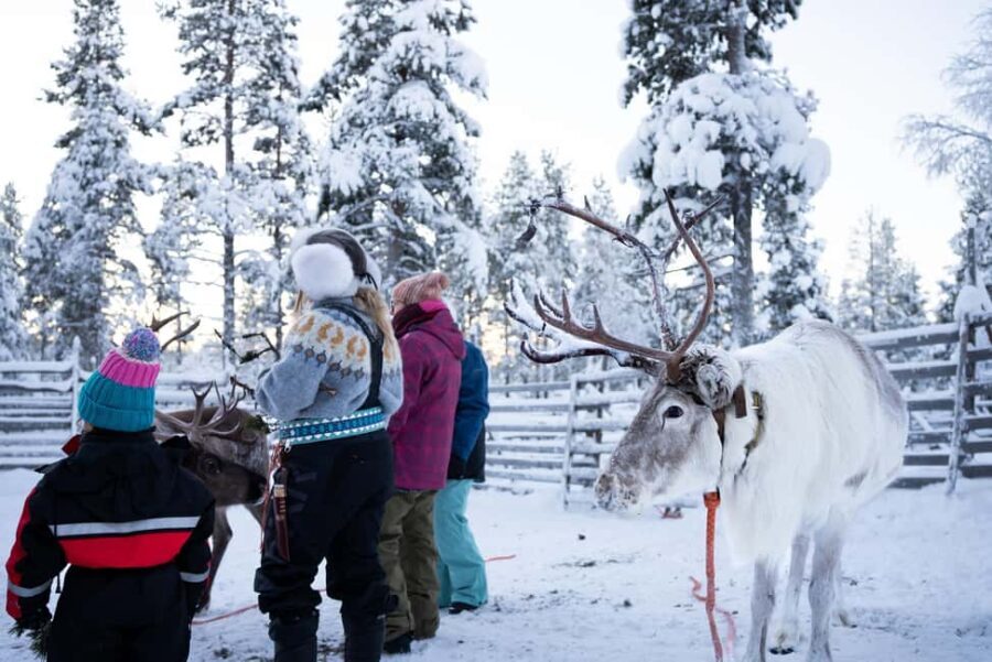 Saariselkä: Reindeer Farm Experience with Snack and Drinks - What’s Included and How Does It Work?