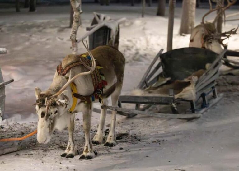 Saariselkä : Reindeer Sleigh Ride with Snacks & Hot Drink - How the Experience Feels