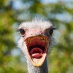 SAFARI Aquila Game Reserve - Round trip + Lunch incl. (Cape Town) - The Experience at Aquila: Wildlife and Views