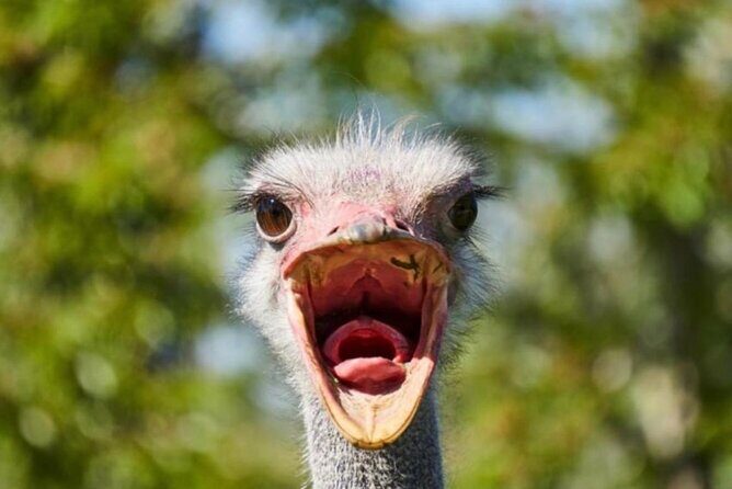 SAFARI Aquila Game Reserve - Round trip + Lunch incl. (Cape Town) - The Experience at Aquila: Wildlife and Views