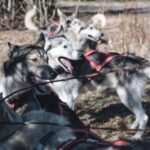 Sågmyra: Guided Dog Scooter Adventure - The Practicalities: What You Need to Know
